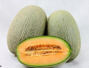 狐狸吃哈密瓜视频,一场自然界的美食盛宴