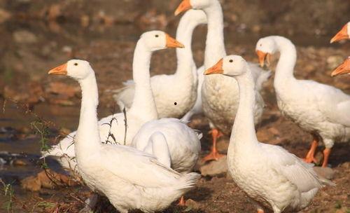 鸭鹅可以吃石瓜吗视频教程,营养美味两不误