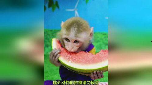 猴子配音吃瓜视频大全集,揭秘猴子配音吃瓜视频大全集