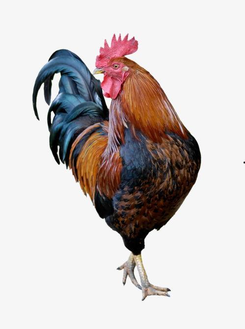 生洋瓜可以给鸡吃嘛视频,营养与安全的双重考量