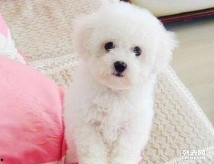 比熊可吃角瓜吗有毒吗视频,揭秘角瓜是否有毒