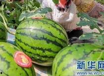 十堰吃瓜事件视频最新消息,真相大白，疑云散去